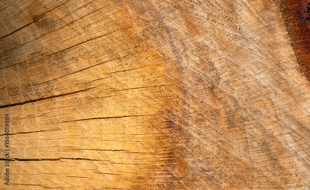 Fototapeta premium Wooden tree cut surface. Wooden pattern cross section copy space.