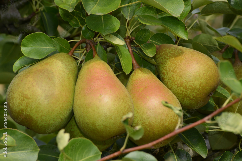 Birne, Pyrus communis, Birnenfrüchte am Baum Birne, Pyrus communis, Birnenfrüchte am Baum