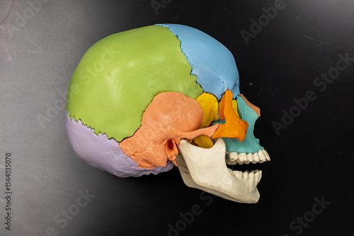 фотографія Colorful lateral view of human skull model showing cranial bones