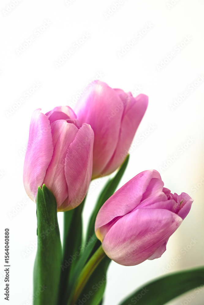 Beautiful pink tulips in a minimalistic floral arrangement at home Beautiful pink tulips in a minimalistic floral arrangement at home