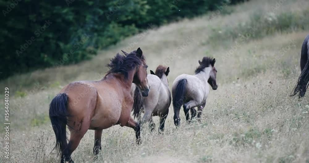 Family herd of wild horses running freely across a grassy mountain ...