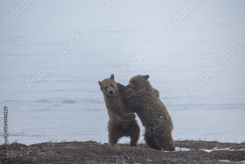 Two young grizzly cubs fighting in the Arctic Circle in Prudhoe Bay on the frozen Colleen Lake in a cold hazy  day during an early Spring late Winter mist on the ice