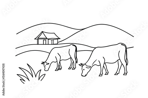 Two cows grazing near a house on rolling hills cattle
