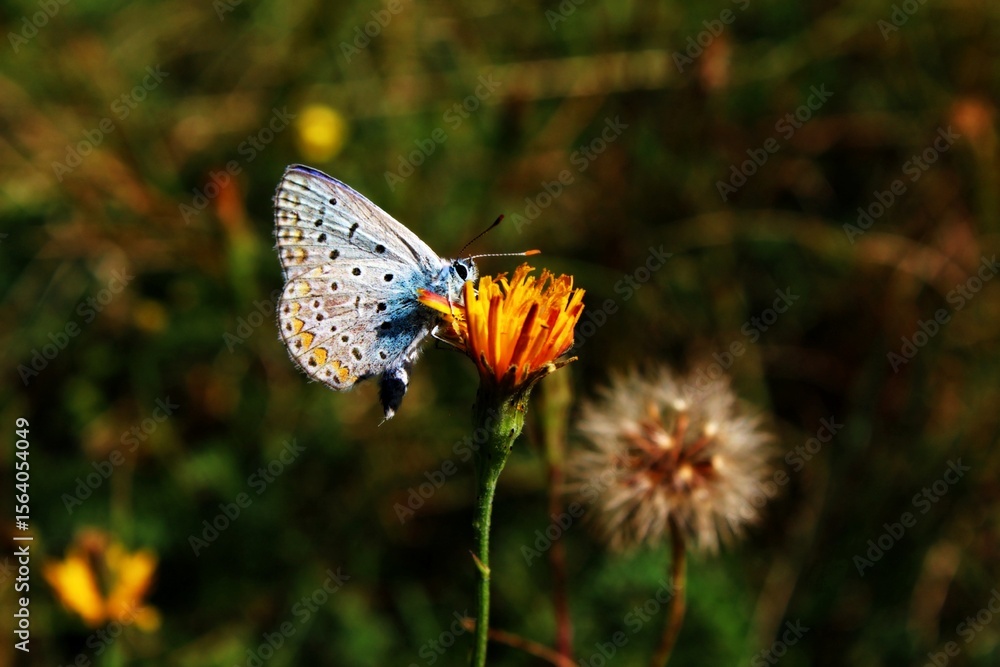 Obraz premium butterfly on flower