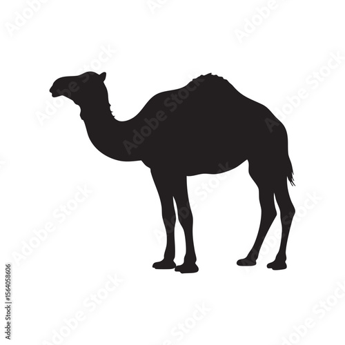 Black silhouette of a camel standing on a white background silhouette isolated on white background