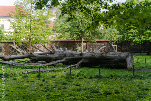 Fallen tree in the park. Cut down tree.