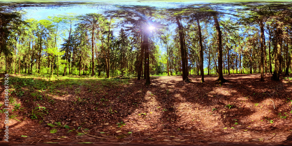 Obraz premium 360° HDRI panoramic forest image with strong sunlight and natural ground detail. Great for photorealistic lighting, 3D background integration, game development and architectural visualization.