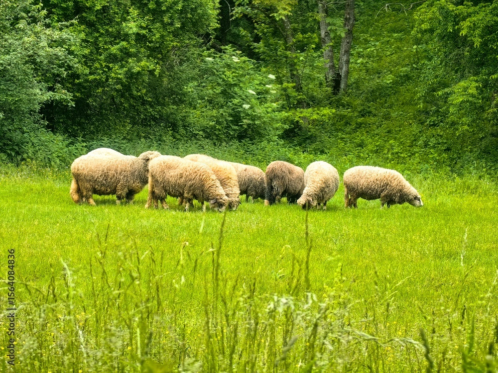 A small flock of sheep graze in a meadow A small flock of sheep graze in a meadow