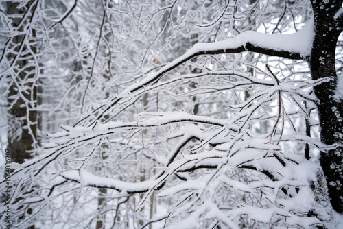 Snowy tree branches 