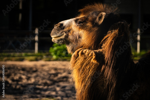 Camel at golden hour