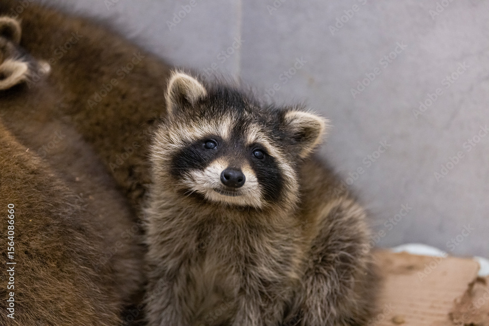 Fototapeta premium Raccoon in care at a wildlife rehabilitation centre. 