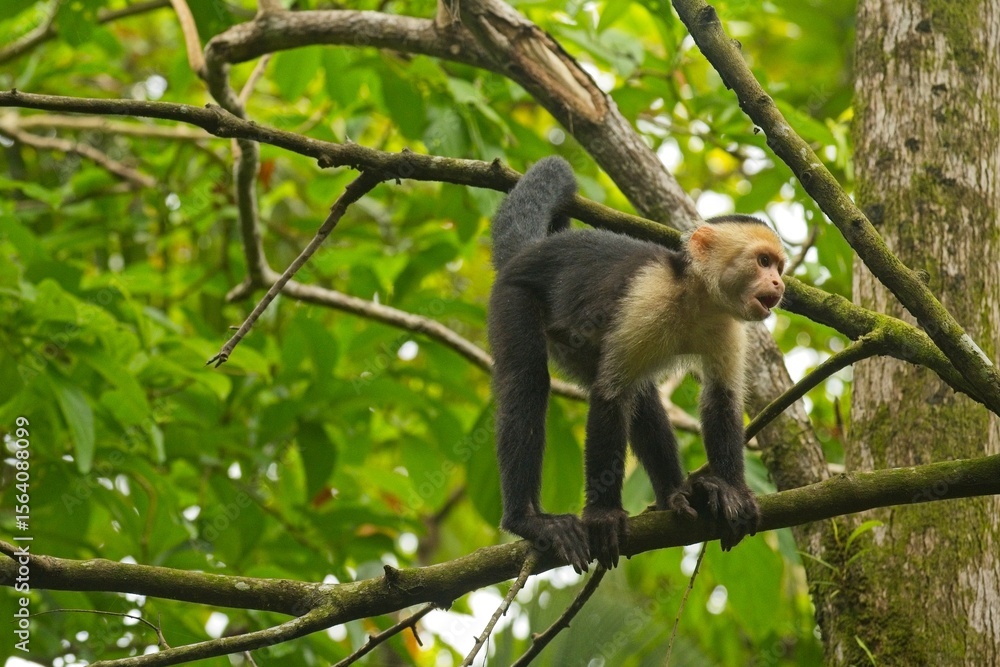 Obraz premium white face monkey in a rainforest in Costa Rica