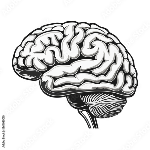 Anatomical Brain Illustration in Grayscale Artwork Showing Cognitive Function and Mind Processes on a Black Background