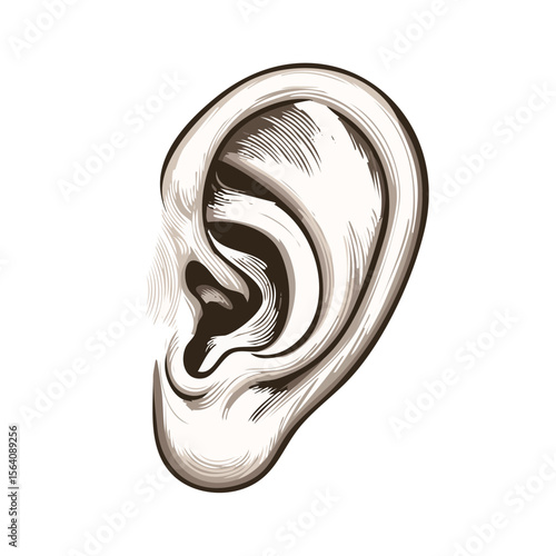 Illustration of human ear showing anatomy and structure, isolated on black background in engraved style.