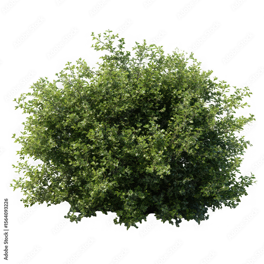 Fototapeta premium Lush green dense shrub with small leaves isolated on transparent background