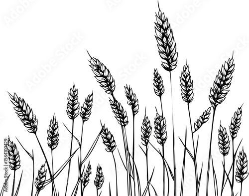 Black wheat silhouettes, nature. Vector illustration in sketch style
