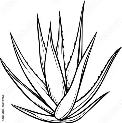 Black and white line drawing of an aloe vera plant with spiky leaves. Vector illustration in sketch style