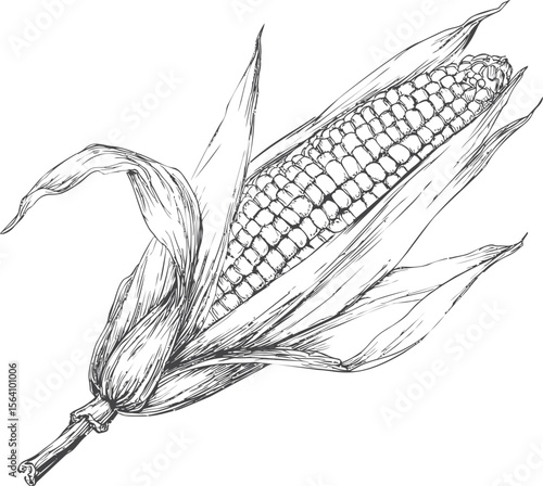 Line drawing of a corn cob with husk, detailed botanical. Vector illustration in sketch style