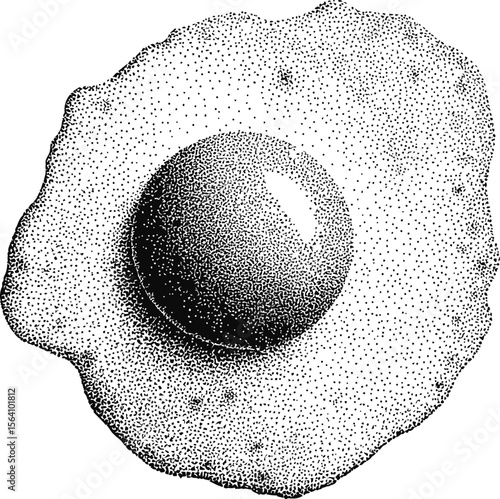 Detailed stippling illustration of a fried egg in monochrome artistic style. Vector illustration in sketch style