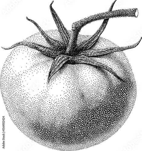 Detailed black and white stipple drawing of a tomato with stem, dot art. Vector illustration in pointillism style