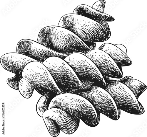 Detailed black and white sketch of fusilli pasta with intricate shading. Vector illustration