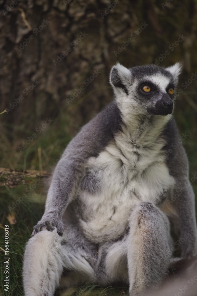 Fototapeta premium Lemur katta siedzący na ziemi