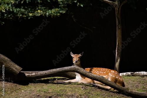 sarna odpoczywająca w lesie © Piotr