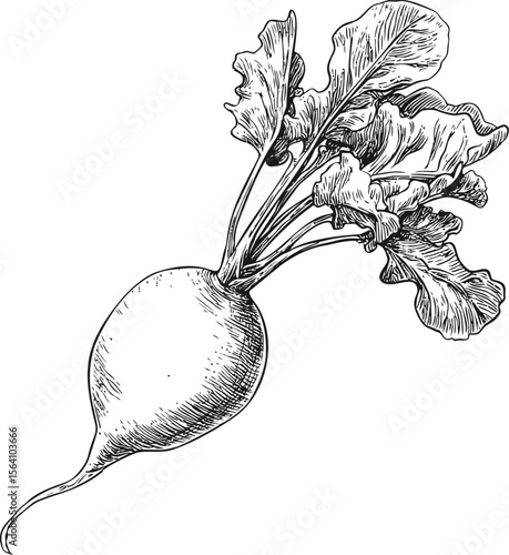 Detailed black and white sketch of a radish with leafy greens. Vector illustration