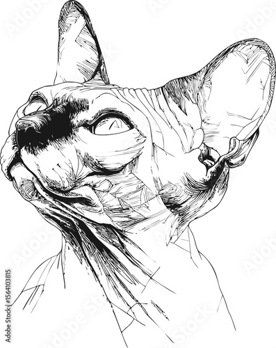 Line art drawing of a sphynx cat with detailed textures in black and white. Vector illustration in sketch style