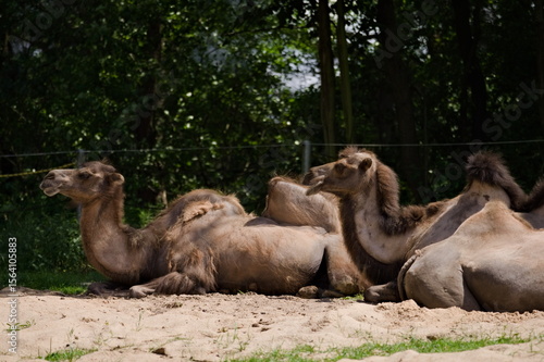 para leżących wielbłądów