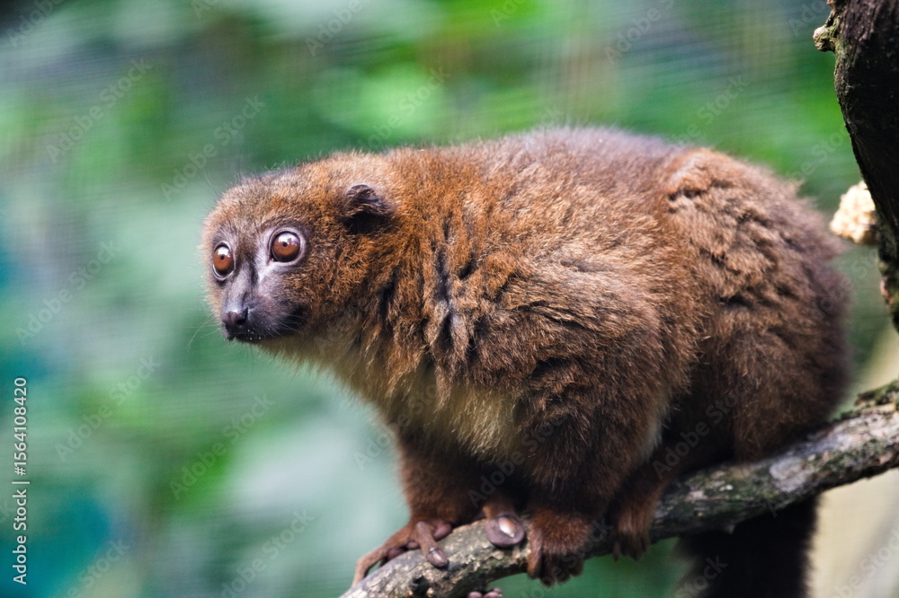 Obraz premium lemur czerwonobrzuchy na gałęzi