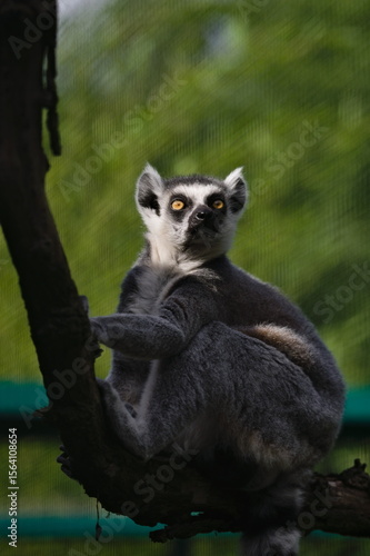 lemur na gałęzi © Piotr