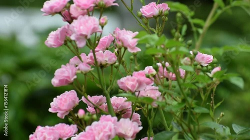 Wallpaper Mural pink flowers in the garden Torontodigital.ca