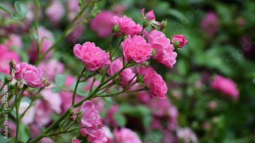 Wallpaper Mural pink flowers in the garden Torontodigital.ca
