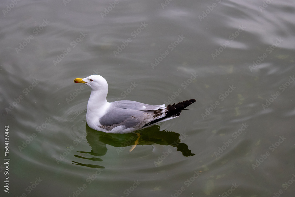 seagull in the lake seagull in the lake