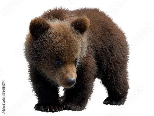 Cute Bear cub isolated on a transparent or white background