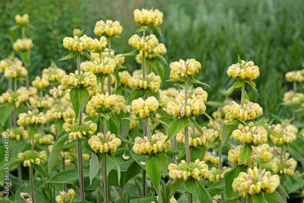 Obraz premium Pale yellow Phlomis russeliana, or Turkish sage, in flower.