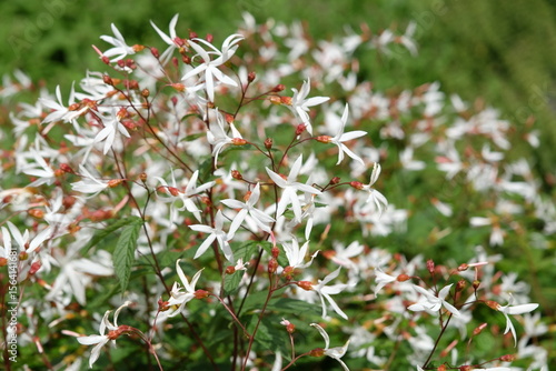 White Gillenia trifoliata, common name Bowman's root or Indian physic in flower.
