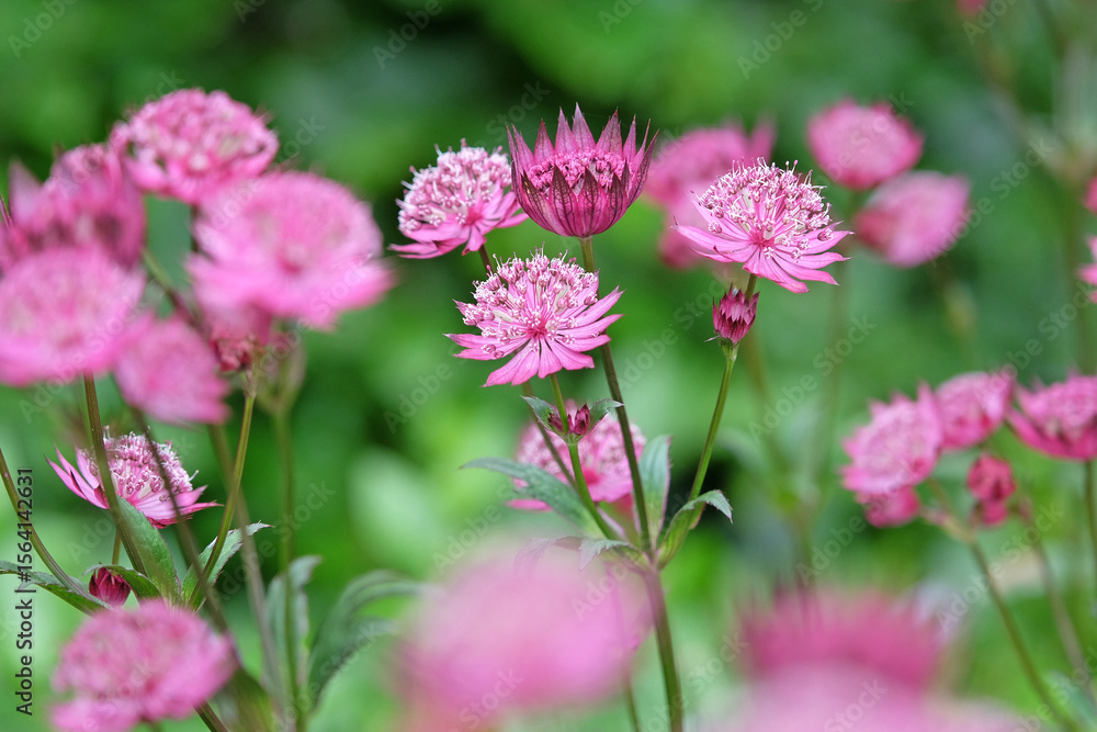 Purple Astrantia major, masterwort ‘Claret’ in flower. Purple Astrantia major, masterwort ‘Claret’ in flower.