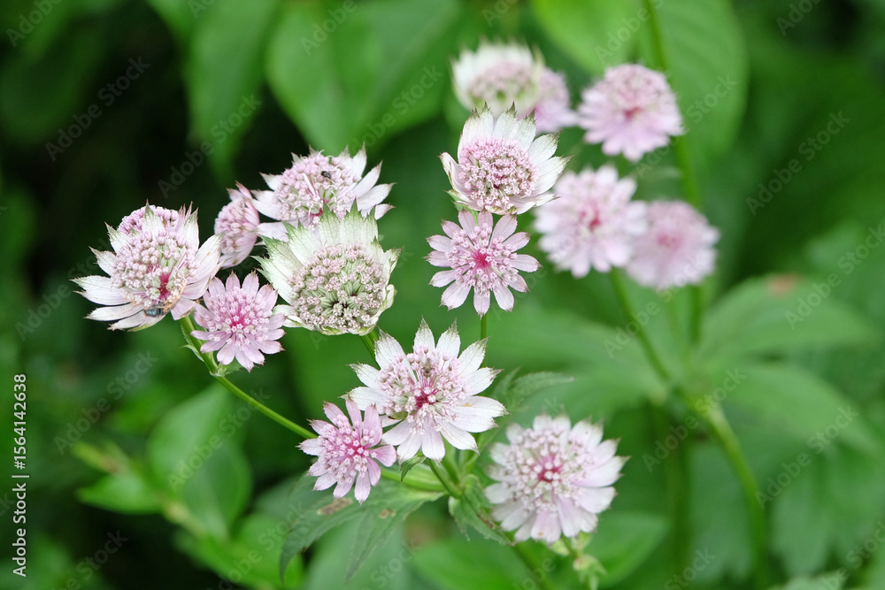 White Astrantia major, masterwort ‘buckland’ in flower. White Astrantia major, masterwort ‘buckland’ in flower.