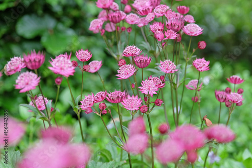 Photos Purple Astrantia major, masterwort ‘Claret’ in flower.