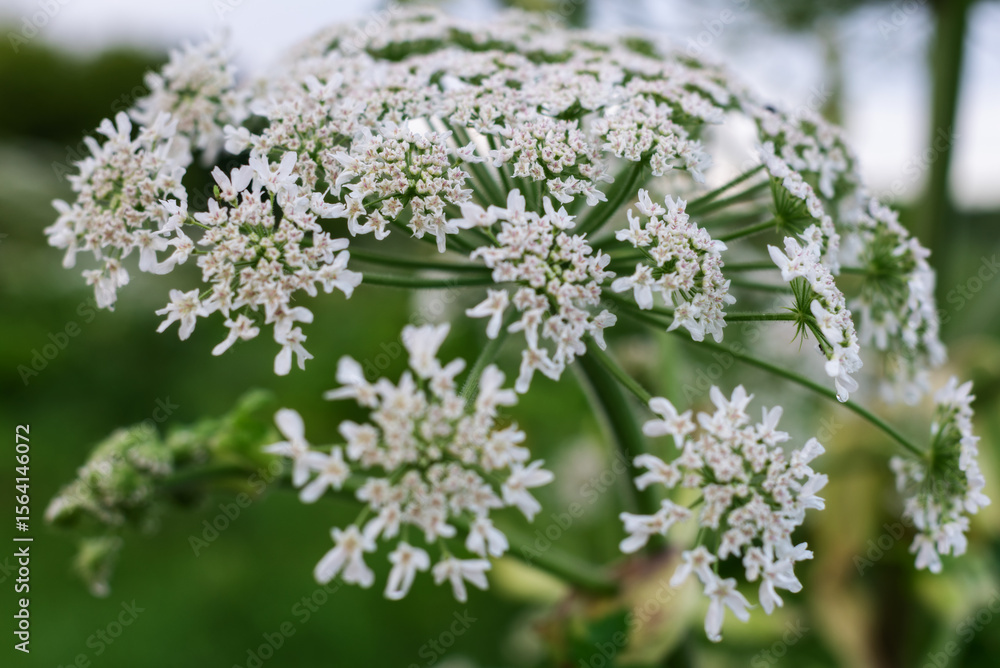 Close-up of cow parsnip flower in bloom against blurred greenery Close-up of cow parsnip flower in bloom against blurred greenery
