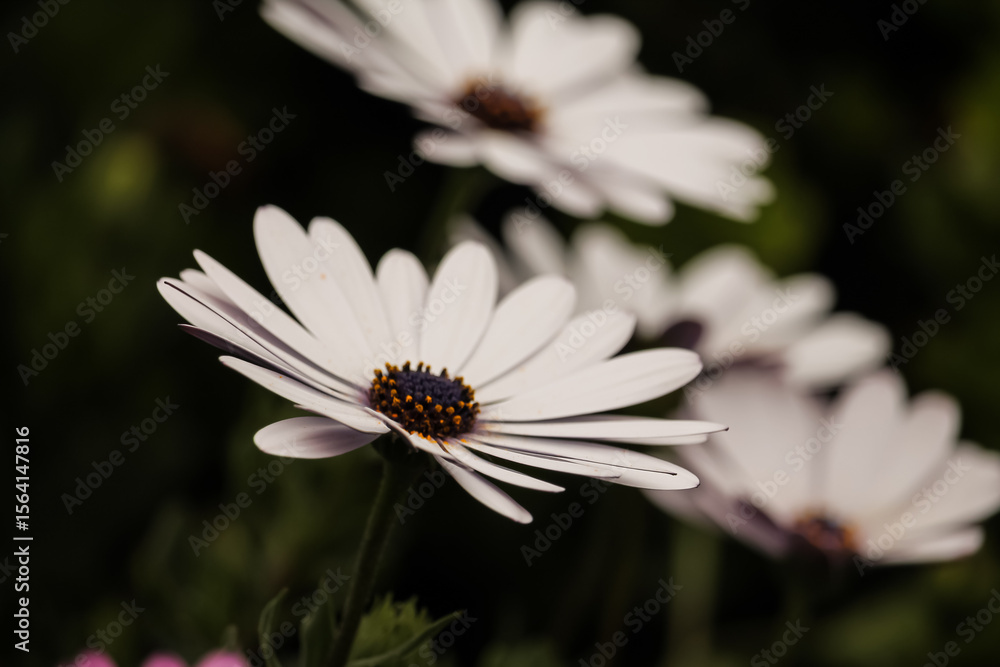 Fototapeta premium Margarita del Cabo