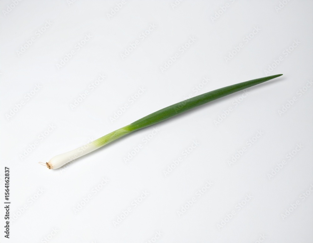 Fototapeta premium Green onion ねぎ 1