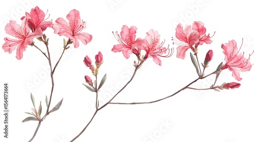 Fototapeta Naklejka Na Ścianę i Meble -  Watercolor Painting Pink Azalea Flowers Branch Botanical Illustration