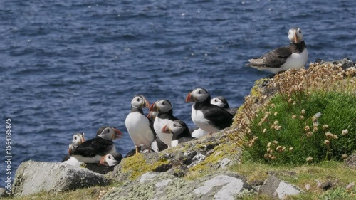 A group of Puffins (Fratercula arctica) on the Isle of May, Scotland.