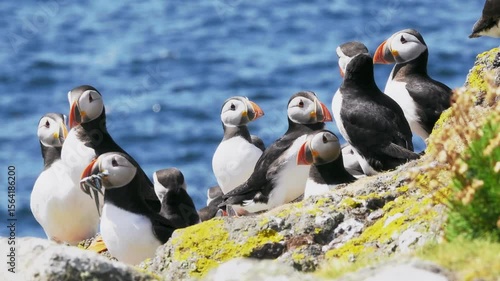 A group of Puffins (Fratercula arctica) on the Isle of May, Scotland.
