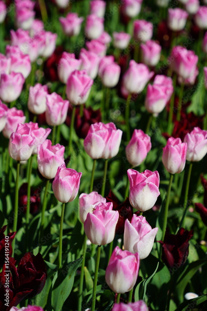 Fototapeta premium Colorful Tulips in Butchart Gardens in Brentwood Bay on Vancouver Island, Canada