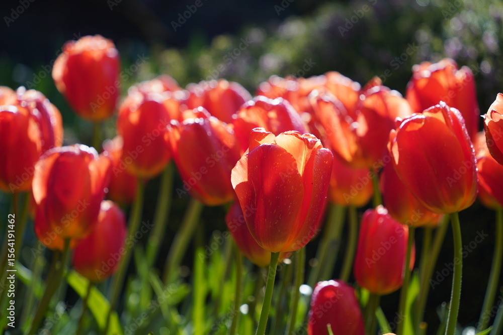 Fototapeta premium Colorful Tulips in Butchart Gardens in Brentwood Bay on Vancouver Island, Canada
