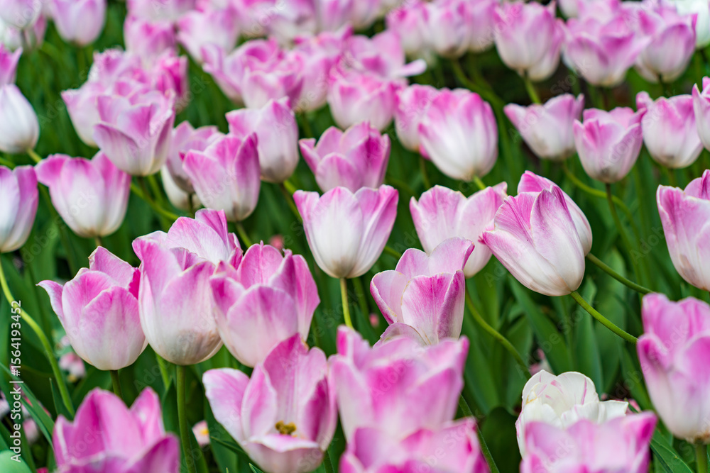 Fototapeta premium Colorful Tulips in Butchart Gardens in Brentwood Bay on Vancouver Island, Canada